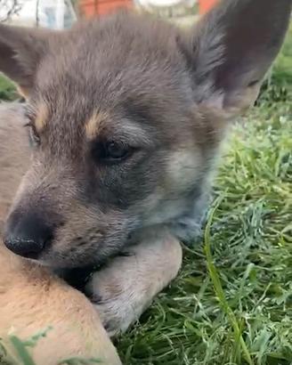 Cuccioli cane lupo cecoslovacco