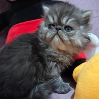 Cucciolo persiano ipertipico maschio