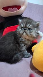 Cucciolo persiano ipertipico maschio