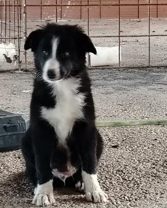 Border Collie