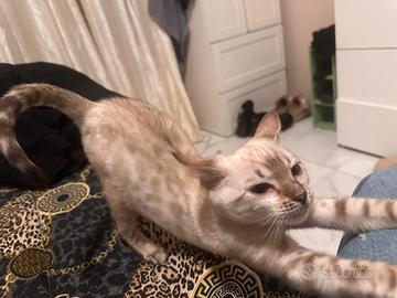 Gatto Bengala