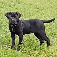 Cucciola di cane corso di 3 mesi