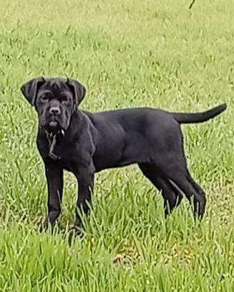 Cucciola di cane corso di 3 mesi