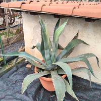 aloe agave 