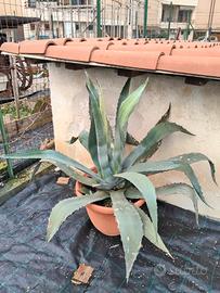 aloe agave 