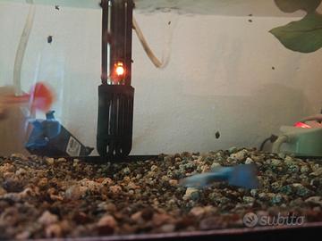 Guppy