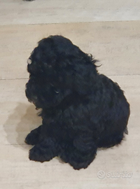 Barboncini cuccioli toy neri