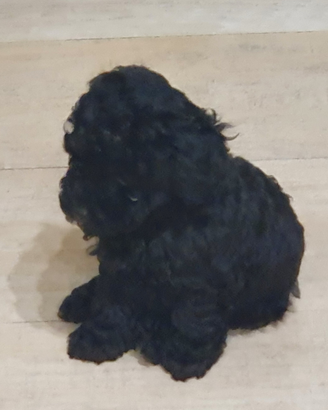 Barboncini cuccioli toy neri