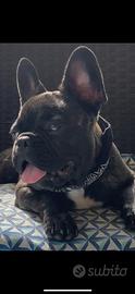 Cane maschio da monta, bulldog francese