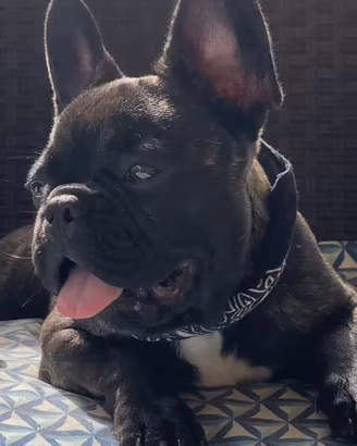 Cane maschio da monta, bulldog francese