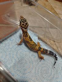 Geco leopardino