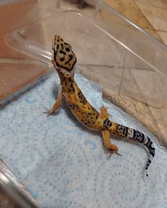 Geco leopardino