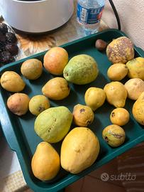 Semi guava