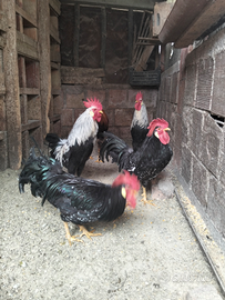 Galli livornesi diverse varietà