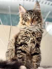 Cucciola Maine coon