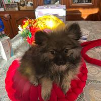 Spitz volpino di Pomerania pagamento a rate