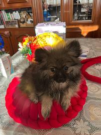 Spitz volpino di Pomerania pagamento a rate