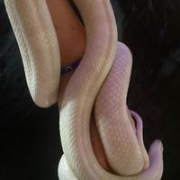 Corn snake albino maschio, con teca, tappetino