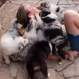 Australian Shepherd / Pastore Australiano