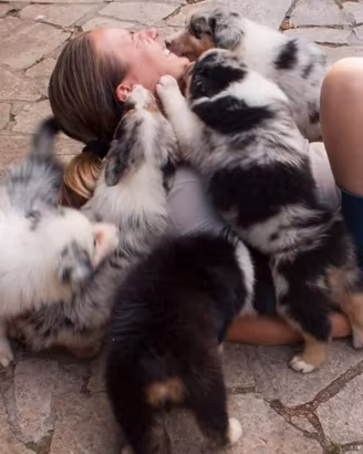 Australian Shepherd / Pastore Australiano