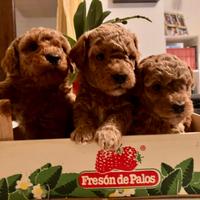 Barboncini Toy e nani