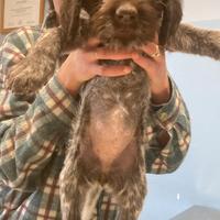 Drahthaar cucciolo maschio