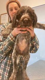 Drahthaar cucciolo maschio