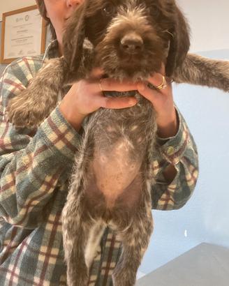 Drahthaar cucciolo maschio