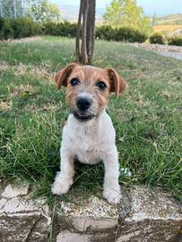 Jack Russell