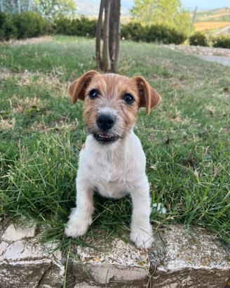 Jack Russell