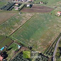 Sermoneta (LT) - Terreno 4 ha. con kiwi | TR381