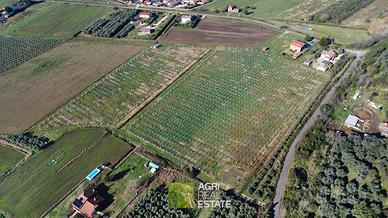 Sermoneta (LT) - Terreno 4 ha. con kiwi | TR381