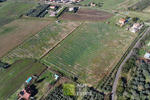 Sermoneta (LT) - Terreno 4 ha. con kiwi | TR381