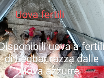 Galline legbar