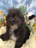 neroblack-e-bianconero-sono-maltipoo-cuccioli