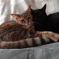 Gatti in adozione