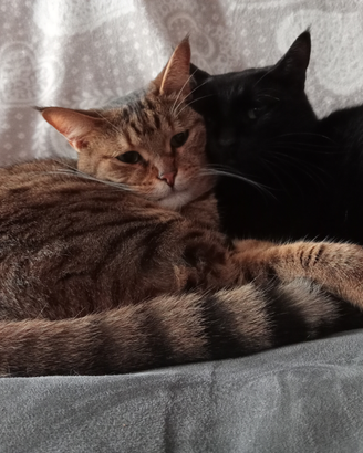 Gatti in adozione