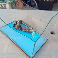 Acquario per tartarughine