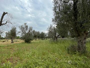Terreno agricolo