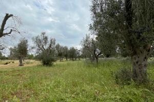 Terreno agricolo