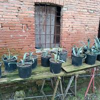 agavi in vaso appena svasate 