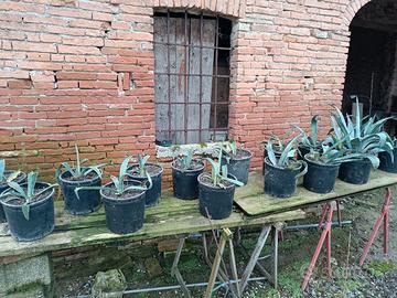 agavi in vaso appena svasate 