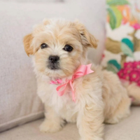 Maltipoo toy