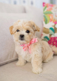 Maltipoo toy