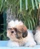 shih-tzu