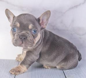 French bouledogue - bulldog francese