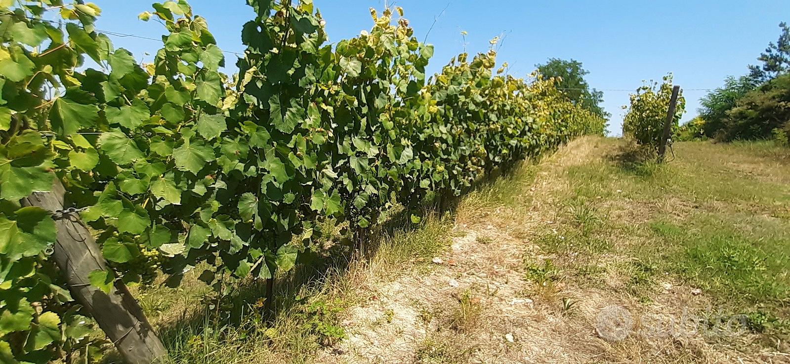 VIGNETI BIO in PRODUZIONE mq.54.400 - Terricciola - Vista 4