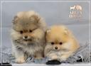 spitz-nano-tedesco-pomerania-allevamento-profess
