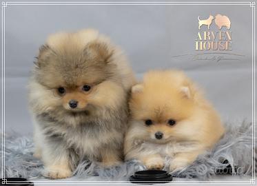 Spitz nano tedesco Pomerania - allevamento profess