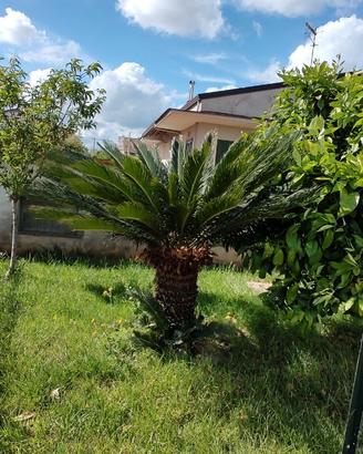 Cycas revoluta di 30 anni